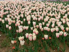 -洪湖湿地生态园