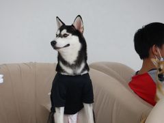 -怪兽屋·羊驼·猫咖·狗咖(俊华广场店)