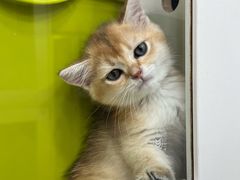 -青奢宠物·青奢猫舍