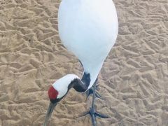 -盐城丹顶鹤湿地生态旅游区