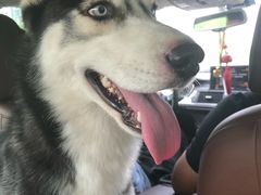 -北京恒爱动物医院(清景园分院)