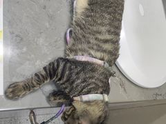 -四月宠物医院·猫专科·心脏专科·内科(转塘店)