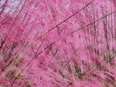 -艾溪湖湿地公园