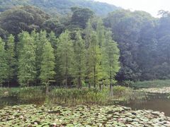 -广州市石门国家森林公园