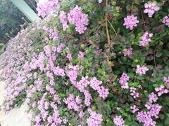 -深圳仙湖植物园
