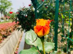 -呼吸森林·生态农庄农家乐私房菜