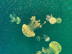 -上海海昌海洋公园