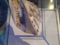 -贝壳梦幻世界