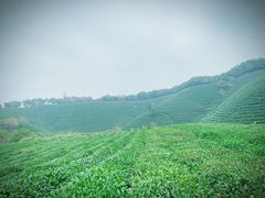 -龙坞茶村
