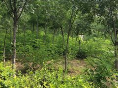 -西青郊野公园