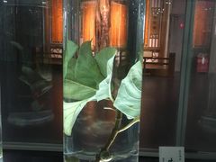 -广东中医药博物馆