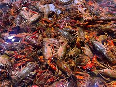 -聚盛源蒸汽海鲜火锅烤肉自助(巨川金海岸购物广场店)