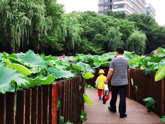 -陈家山荷花公园