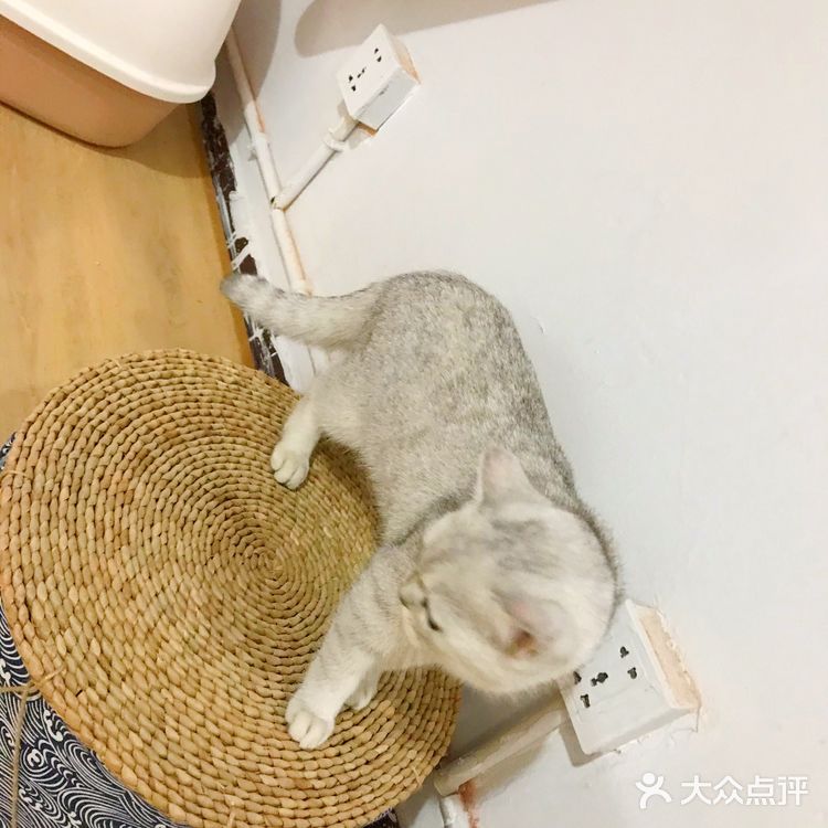 安阳探店｜安阳首家猫咖☕️二楼的猫🐱