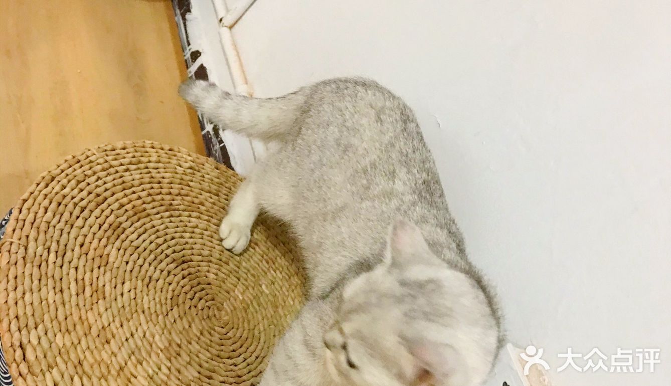 安阳探店｜安阳首家猫咖☕️二楼的猫🐱