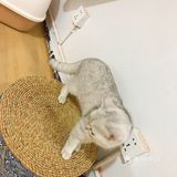 安阳探店｜安阳首家猫咖☕️二楼的猫🐱