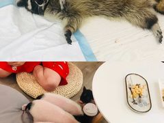 -浣熊柯尔鸭土拨鼠·电玩咖