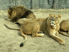 -北京野生动物园