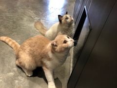 -瞄一喵猫咖(格力海岸店)