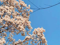 -杭州植物园