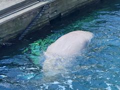 -悉尼海洋生物水族馆