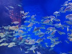 -成都浩海立方海洋公园