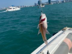 -小猫钓鱼海钓俱乐部(椰梦长廊店)