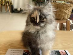 -平行世界·猫咖(首经贸店)
