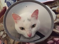 -创凡宠物医院·骨专科  猫科中心(西乡分院)