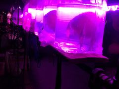 -中环花鸟鱼虫市场