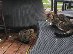 -有才叔的小馆(招商依云曲江店)