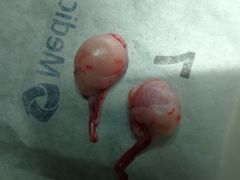 -艾贝尔宠物诊疗