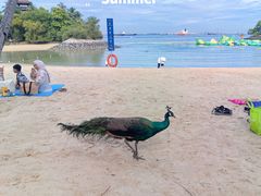 -巴拉湾海滩