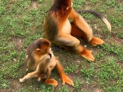 -西霞口神雕山野生动物世界