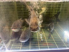 -明丰小渔馆(明月路店)