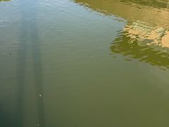 -上海佘山世茂艾美酒店