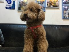 -严国平动物医院(德政总院)