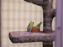 -吉隆坡雀鸟公园