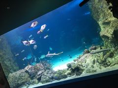 -悉尼海洋生物水族馆