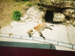 -北京野生动物园