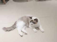 -藏猫猫咖啡主题馆(中央大道店)