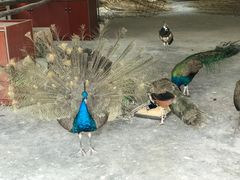 -瑞丽独树成林风景区