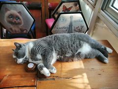 -猫小院猫主题咖啡厅(北锣店)