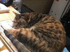 -猫的天空之城概念书店(杭州南宋御街店)