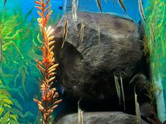 -上海海洋水族馆