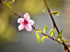 -桃花岛景观公园