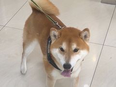 -美联众合动物医院·24h京西诊疗中心