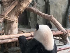 -灵玲国际马戏城