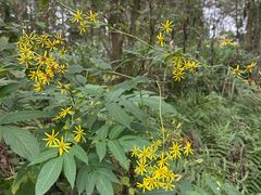 -桤木河湿地公园