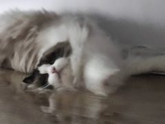 -艾贝尔宠物医院·24H转诊中心·肿瘤猫专科(江宁双龙店)